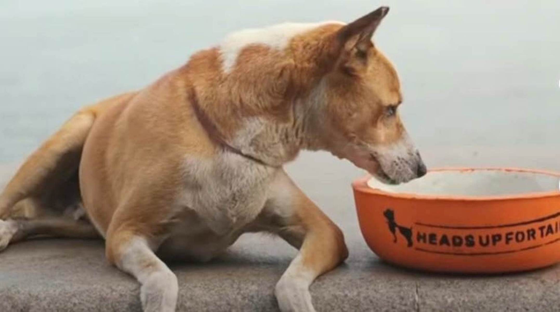 HUFT Foundation and Water For Voiceless come together to address clean water crisis for stray animals
